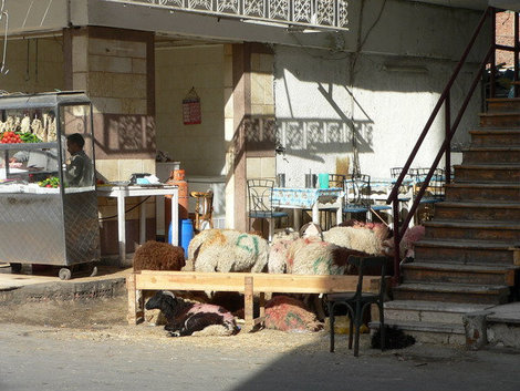 Скоро из этих помеченных барашков изготовят шаверму. Хургада, Египет