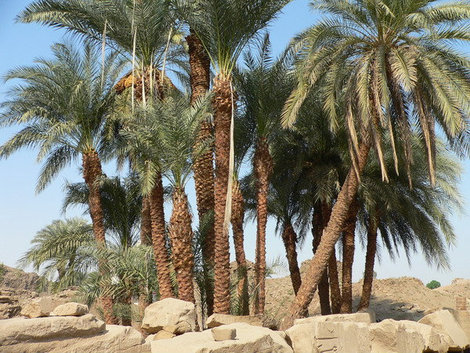 Пальмы, растущие сорняками среди раскопок. Луксор, Египет