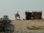 На берегах Нила пасутся коровы и катают туристов верблюды.