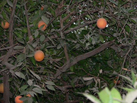 Апельсиновый сад на банановом острове. Луксор, Египет