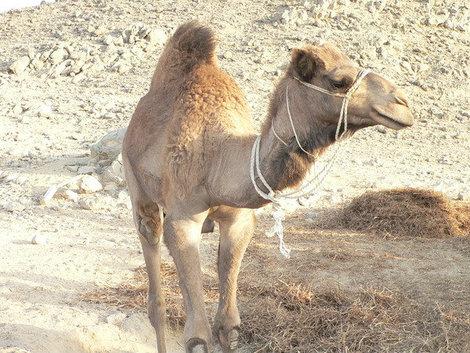 Верблюженок после поцелуя. Хургада, Египет