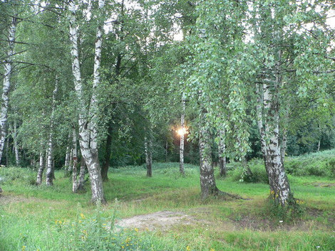 В Шуваловском парке растут березы, вековые сосны и липы. А в июле там можно полакомиться лесной малиной. Я себе стакан насобирала. Санкт-Петербург, Россия