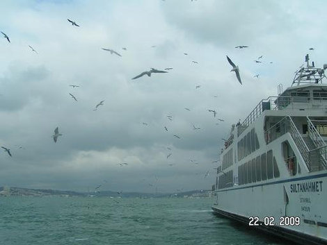 Носятся чайки над морем... Стамбул, Турция