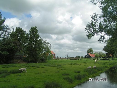 Овечки и пастбище Зансе-Сханс, Нидерланды