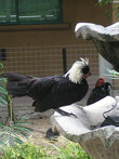 Чёрно-белая птица