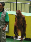 Выступление орангутангов
