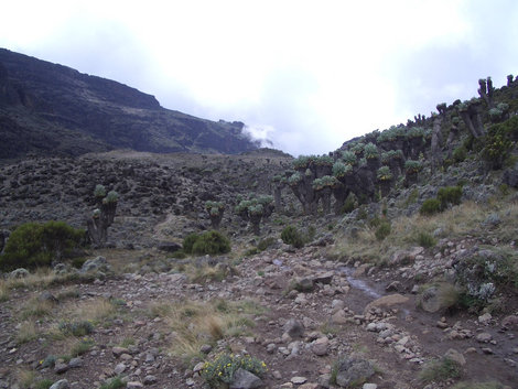 Роща сенеций на пути к лагерю Барранко. Высота 4000 м