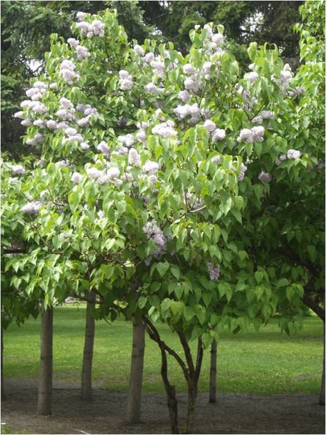 Сирень цветет Новосибирск, Россия