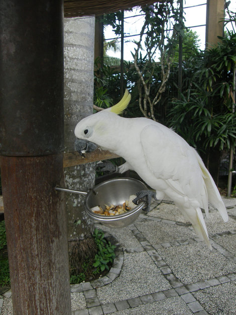 Парк птиц и немного другой балийской живности Индонезия
