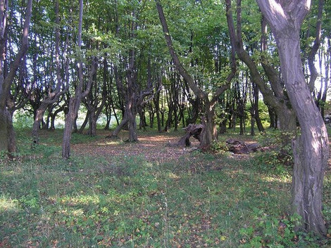 Парк в Подгорцах Подгорцы (Бродовский район), Украина