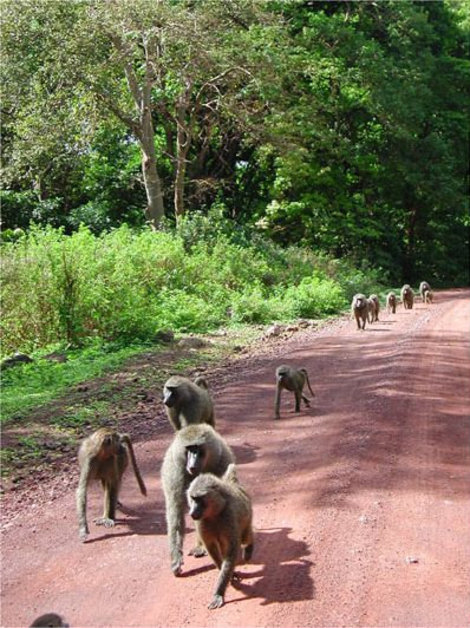 Группа бабуинов на марше Область Килиманджаро, Танзания