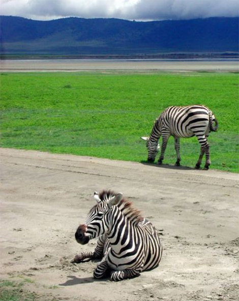 Тормози перед зеброй... Область Килиманджаро, Танзания