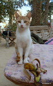К кошкам в Египте относятся очень хорошо. Котик в кафе в оазисе Сива
