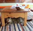 К кошкам в Египте относятся очень хорошо. Котик в кафе в Блу Хол