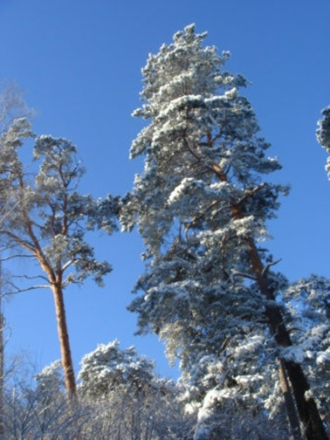 Зимняя Юрмала Юрмала, Латвия