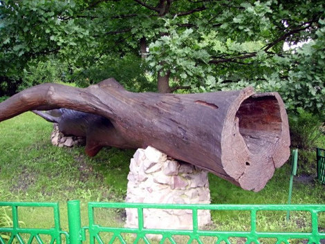 Дерево, посаженное Лермонтовым. Белинский, Россия