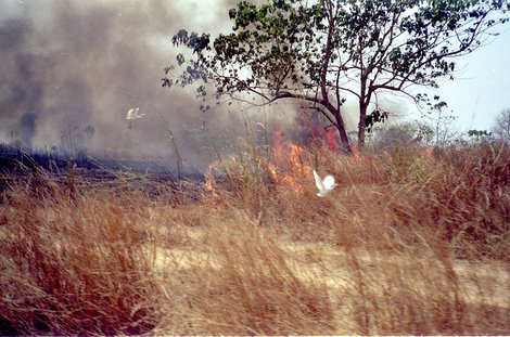 Пожар и аисты Гвинея