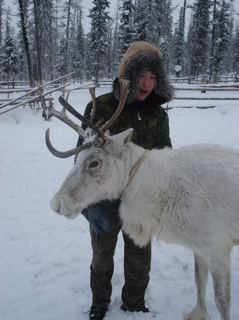 Лесной олень Саха (Якутия), Россия