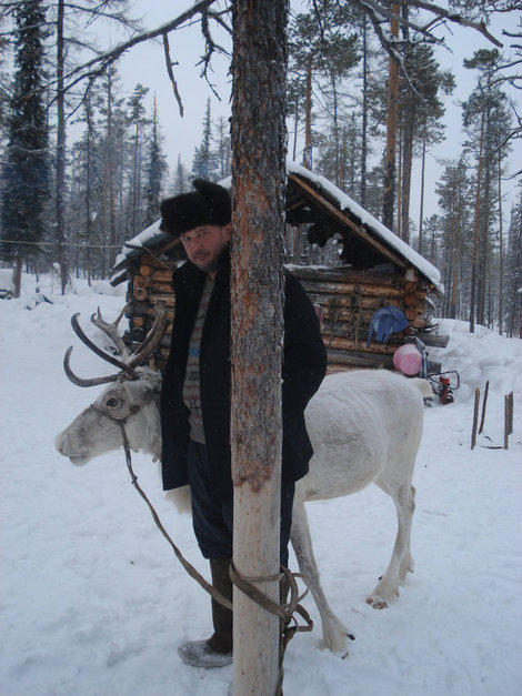 Лесной олень Саха (Якутия), Россия