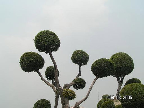 Замысловатые деревья Бангкок, Таиланд