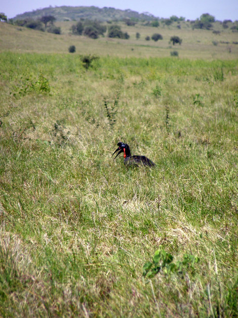 Птицы и звери африканской страны — Эфиопия Эфиопия