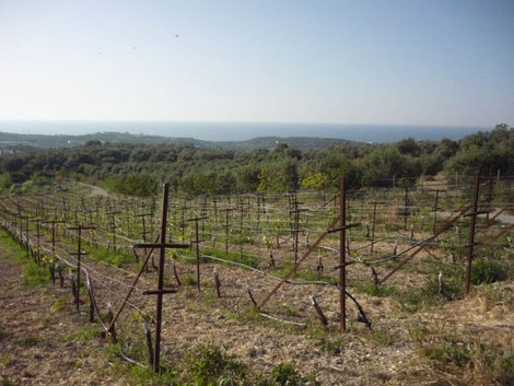 Виноградники в мае Остров Крит, Греция