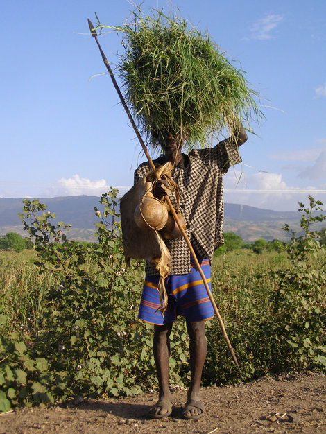 Мужчина Консо собрат траву и несёт домой. Эфиопия