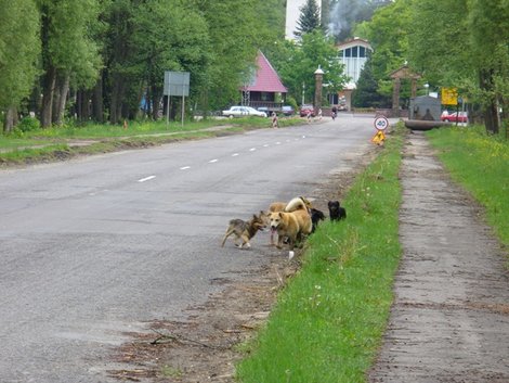 02. Собаки Беловежская Пуща Национальный Парк, Беларусь