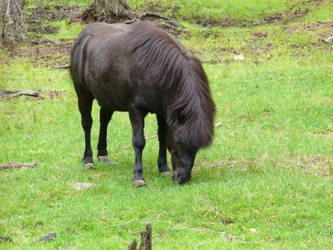 17. Тарпановидная лошадь, потомок лесных тарпанов Беловежская Пуща Национальный Парк, Беларусь