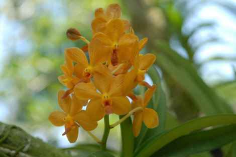Национальный Сад Орхидей Сингапур (город-государство)