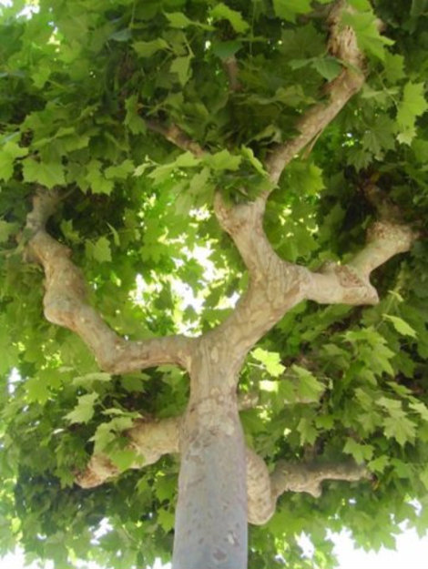 Это дерево можно было бы смело назвать кленом, если бы не зловонный запах, который исходит от его листьев. Может быть подобные клены посадили здесь для отпугивания вредных насекомых? Калелья, Испания