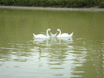 В Бенальмадене, где мы жили есть парк. В небольшом озере можно увидеть гусей, лебедей, кучу черепах, дерущихся в большими карасями за еду, кидаемую посетителями.