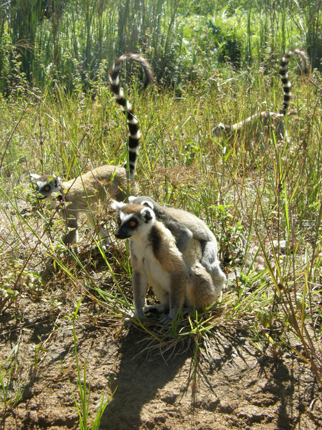 Кошачий лемур Мадагаскар