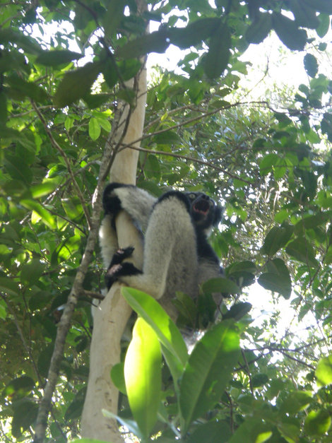 Примат кричит, отпугивая со своей территории конкурентов. Мадагаскар