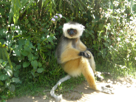 Лемуры Мадагаскар