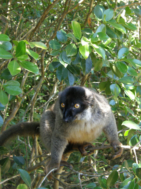 Лемуры Мадагаскар