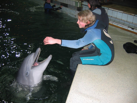 Дельфины на ощупь очень приятные, мягко-резиновые такие... Санкт-Петербург, Россия