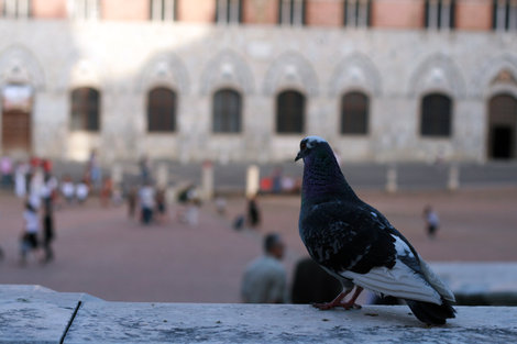 даже голуби здесь созерцают красоту пьяцца дель Кампо Сиена, Италия