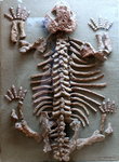 Котельнич. Палеонтологический музей. Скелет молодого парейазавра