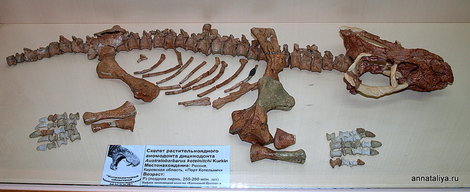 Котельнич. Палеонтологический музей. Скелет растительного аномодонта дицинодонта Котельнич, Россия