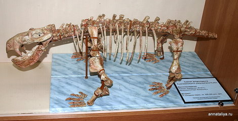 Котельнич. Палеонтологический музей. Скелет дицинодонта Котельнич, Россия