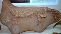 Котельнич. Палеонтологический музей. Скелет горгонопса