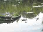 Птицы на озерце