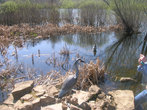 Озеро рядом с монастырём (то самое, что пленило иеромонаха Филарета). Птица не живая, потому и не боится фотографов