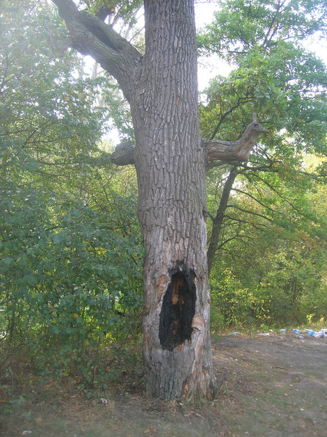 Дерево с выжженным дуплом Славянск, Украина