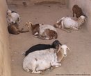 Йеменские овцы в центре Шибама
