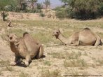 Зато верблюды — корабли пустыни — настоящие хозяева Хадрамаута!