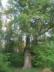 Старый дуб в сохранившемся вокруг церкви усадебном парке