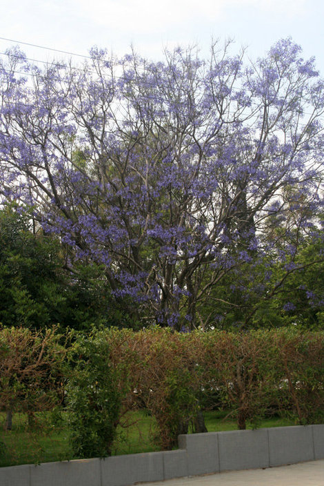 цветущее дерево Никосия, Кипр