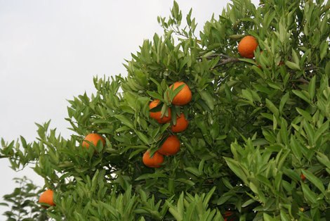апельсиновый сад на ослиной ферме Айя-Напа, Кипр